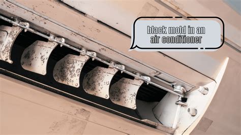 Window Air Conditioner Black Mold at John Dumas blog