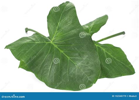 Beyond The Leaves: Which Part Of Xanthosoma Is Edible?