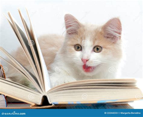 Little cat read a book stock image. Image of pampered - 22244233