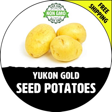 Yokon Gold Potato