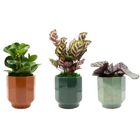 LiveTrends Esme House Plant in 12-oz Pot ASB06608 at Lowes.com