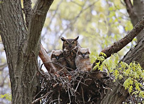 Image result for Corel Camera