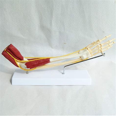 Pusaman Study Model Assembly Educational Model Anatomical Upper Limb ...