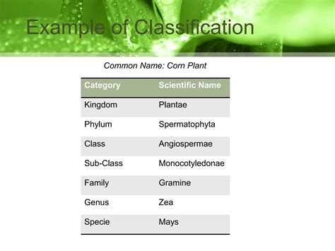 Plant Classifications Explained 的图像结果