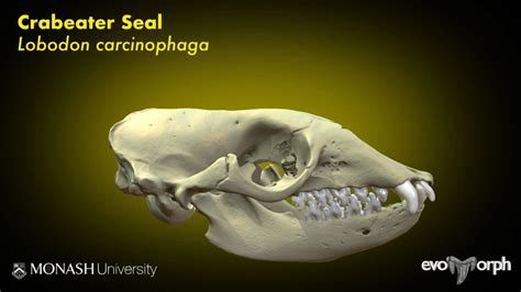 Teeth of the Crabeater Seal - 3D model by Evans EvoMorph Lab (@arevans ...