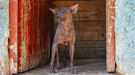 Image result for Extinct Dogs