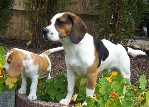 Beagle Deckrüde Champion Ben of Harmony in Gunzenhausen | Tiere ...