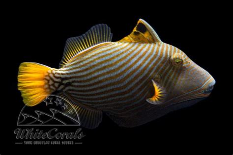 Über 1.000 Meerwasserfische [kaufen & informieren] bei Whitecorals