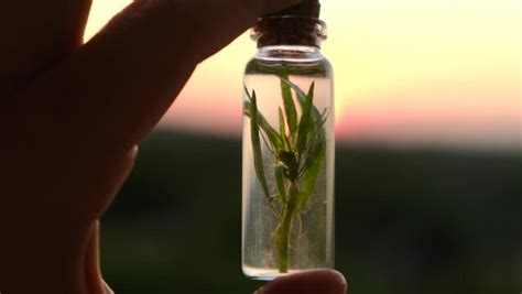 Image result for Elixir En Life