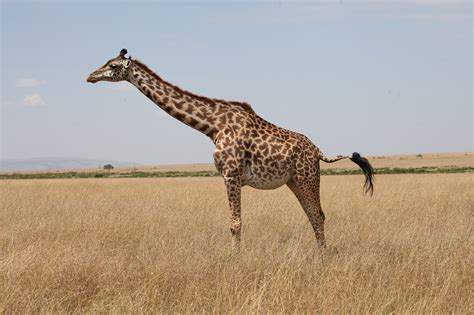 Giraffe Vomit at Isaac Dadson blog