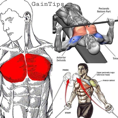 Image result for Exercise for Chest Muscles