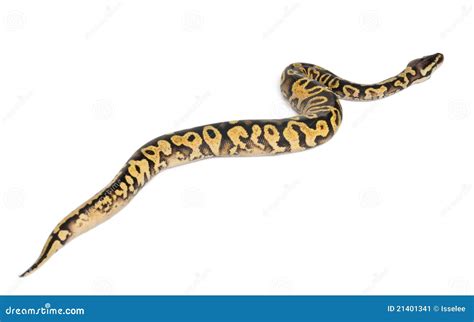 Python En Pastel Femelle De Calicot, Python Royal Image stock - Image ...
