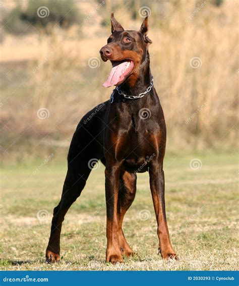 Brown doberman stock image. Image of pets, trusty, canine - 2030293