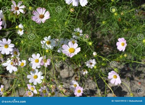 Cosmos, a Genus of Annual and Perennial Plants of the Family Asteraceae ...