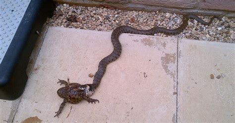Image result for Snake Eating a Toad
