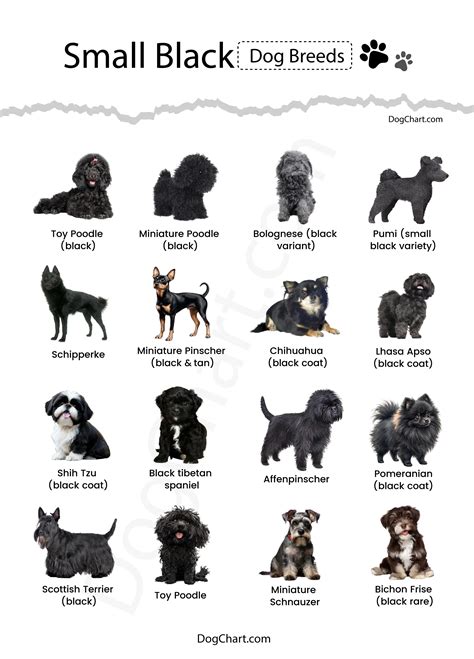 Small Black Dog Breeds List with Pictures | Fluffy, Curly ...