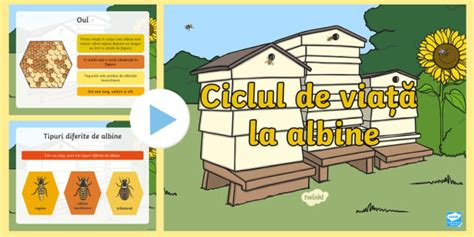 Care este ciclul de viață al plantelor? - Teaching Wiki