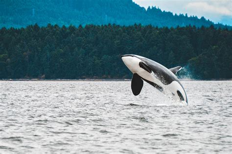Whale Watching Vancouver Island: Das sind die besten Spots - Wildful ...