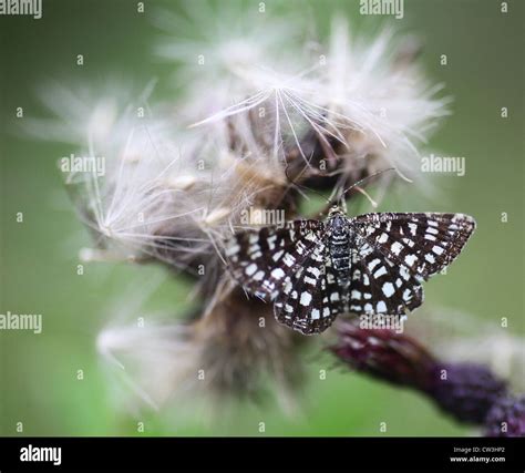 Black white moth hi-res stock photography and images - Alamy