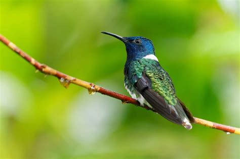 Discover the Official State Bird of Pennsylvania - A-Z Animals