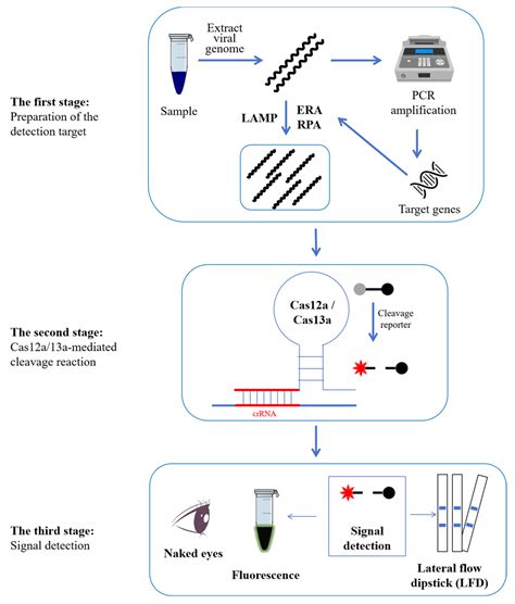 Detection of Porcine Circovirus (PCV) Using CRISPR-Cas12a/13a Coupled ...