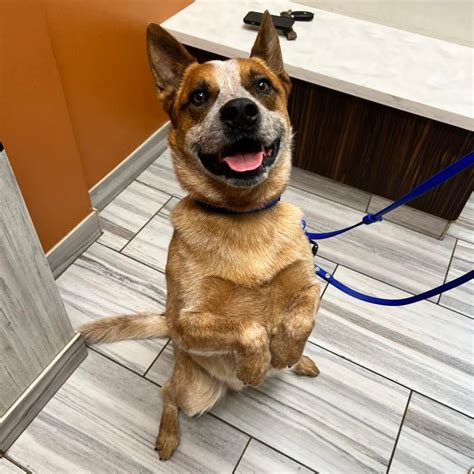 COYNE VETERINARY CENTER - CROWN POINT, IN - Crown Point IN - Hours ...