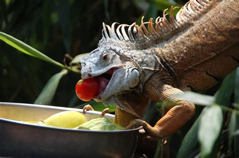 What Insects Do Iguanas Eat: A Complete List