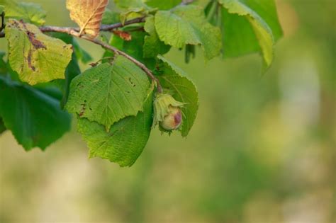 Image result for Hazelnut Tree Branch