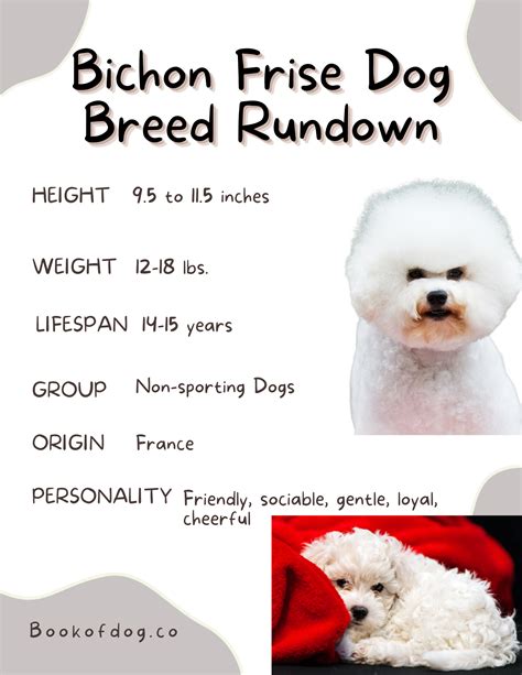 Bichon Frise Dog Breed Information — Book of Dog