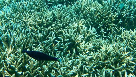 Snorkel en la isla Pigeon, Trincomalee - Central de Reservas