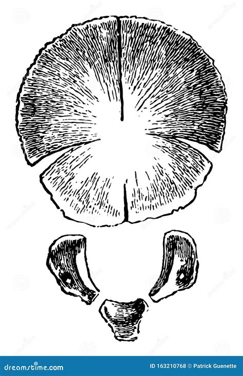 Occipital Bone at Birth, Vintage Illustration Stock Vector ...