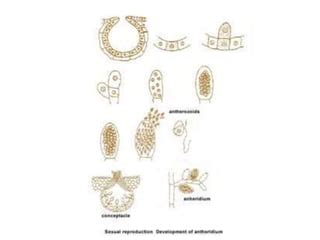 Image result for Echiler Classification System