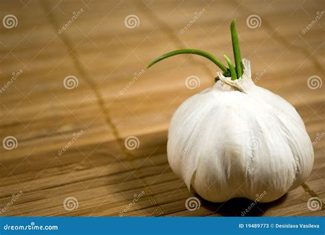 Image result for Sprouting Garlic