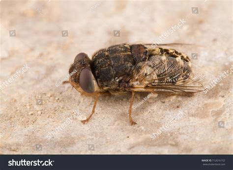 Image result for Bot Fly Insect