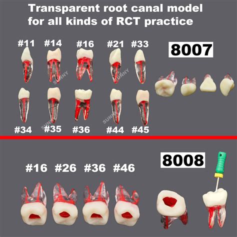 Dental-Teeth-Teaching-Model-Dental-Root-Canal-Teeth-Study-RCT-Practice-Model-Kilgore-Nissin-Type ...