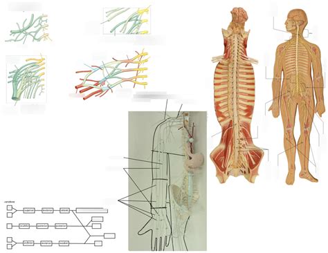 Image result for Plexus Tutorial