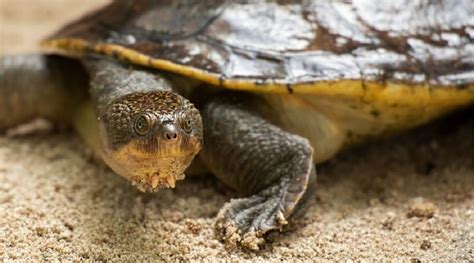 Image result for Turtle Color