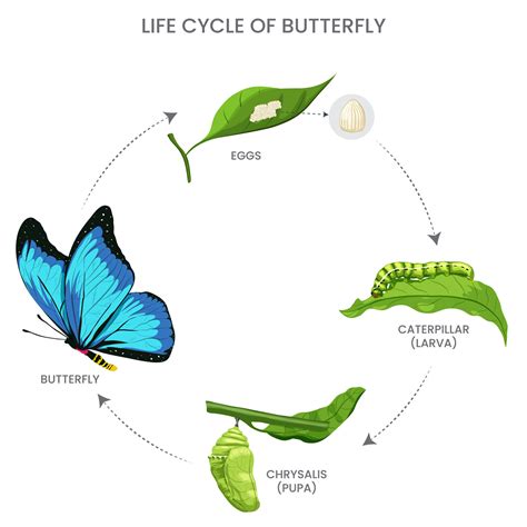 Butterfly Life Cycle Egg Larva at Lillian Huang blog