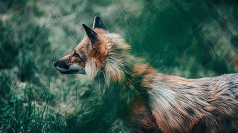 Download wallpaper 1920x1080 fox, glance, animal, wildlife full hd ...