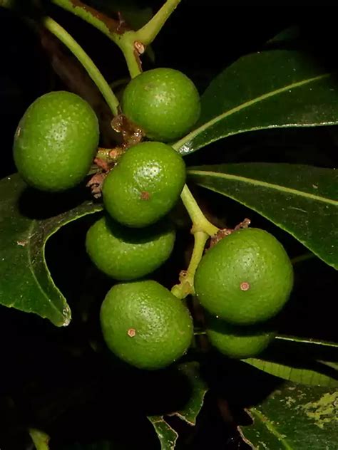 Toddalia asiatica, Karamullu, Mulakuthali, Kakkathodali, Forest pepper ...