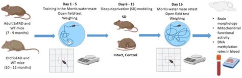 Contribution of Chronic Sleep Deprivation to Age-Related ...