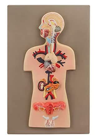 GEENNY Eisco Labs Human Endocrine System Anatomical Model, Miniature ...