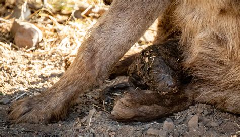 Spotted Hyena Giving Birth