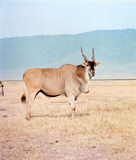 African Antelope Species