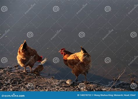 Biddy; hen stock photo. Image of church, fine, biddy - 148278722