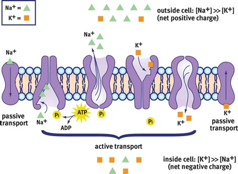 Image result for Resting Membrane Potential Flow Chart