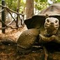 Image result for Pet Tortoise