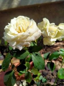 Cloud Farm Rose Plant Price in India - Buy Cloud Farm Rose Plant online ...