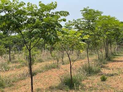 Tattvam Azalea Location Map Anekal, Bangalore