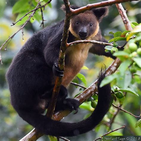 5 animals that heavily depend on trees for survival